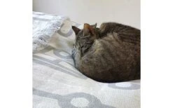 Pufz Decke Wohnwagen Weiß/grau -Fiamma Verkäufe 553990 3686606