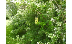 Swissinno Wespenfalle Inkl. Köder -giftfrei- -Fiamma Verkäufe 752153 5021330